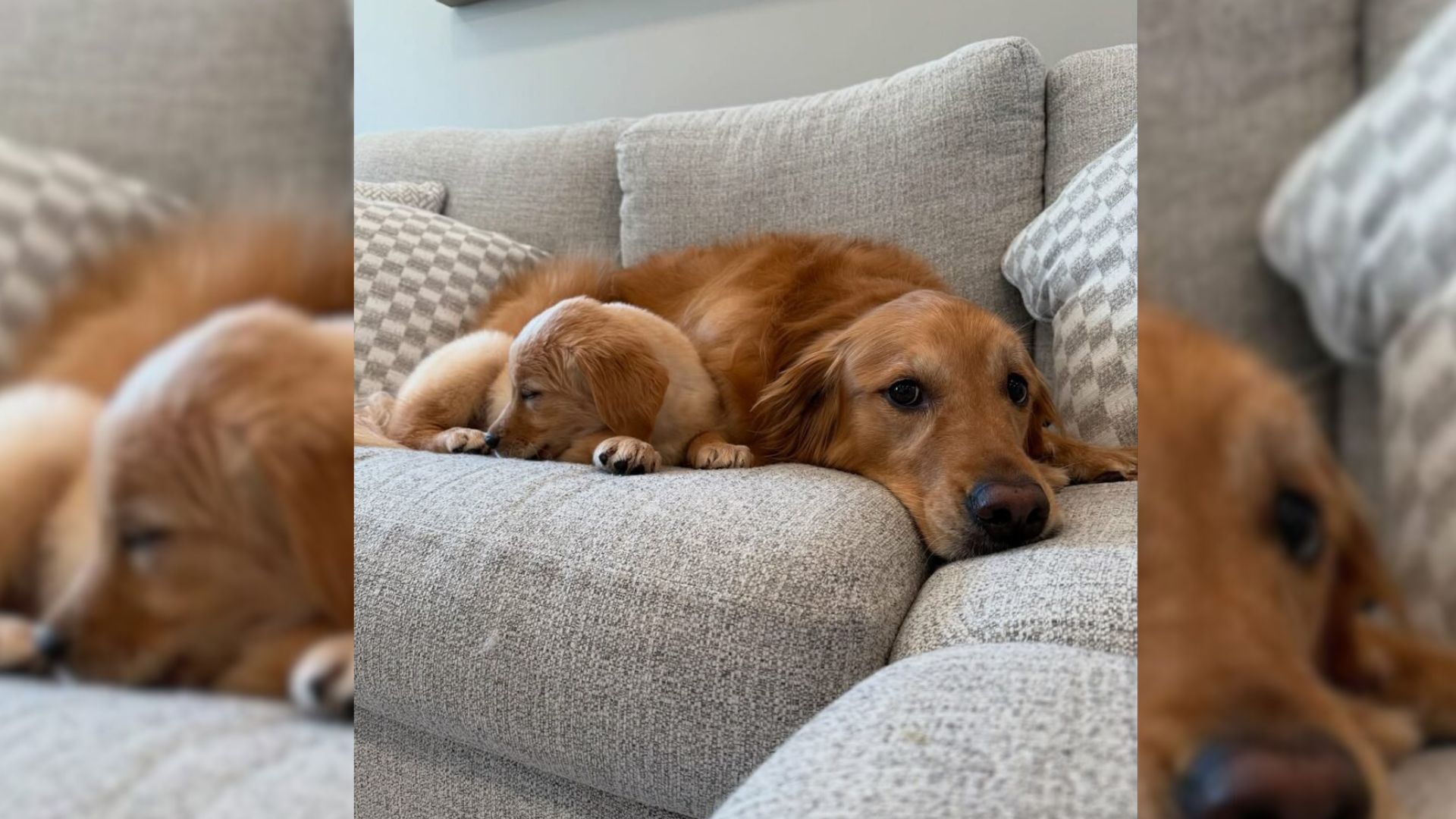 dog laying on couch