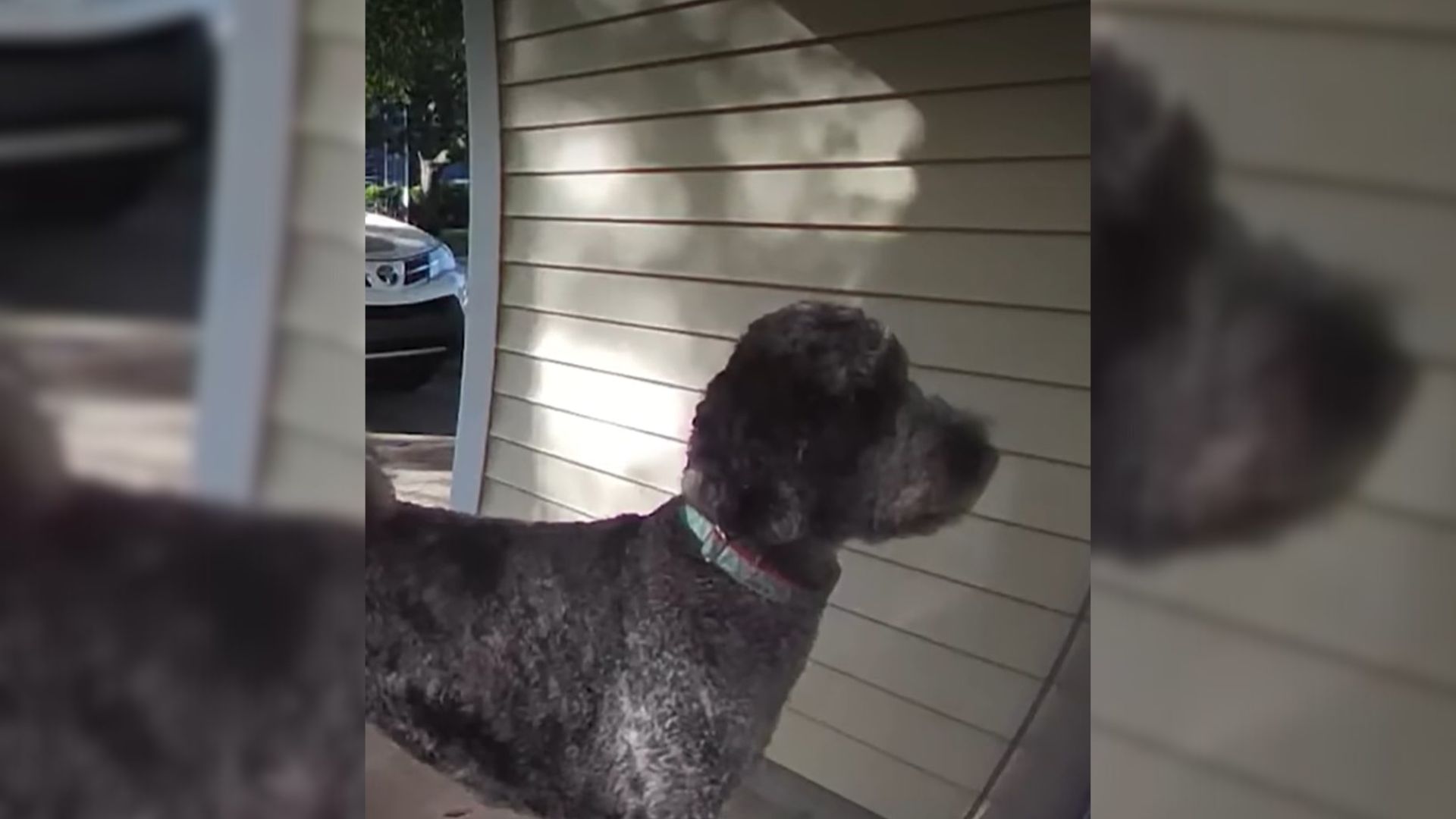 dog on porch