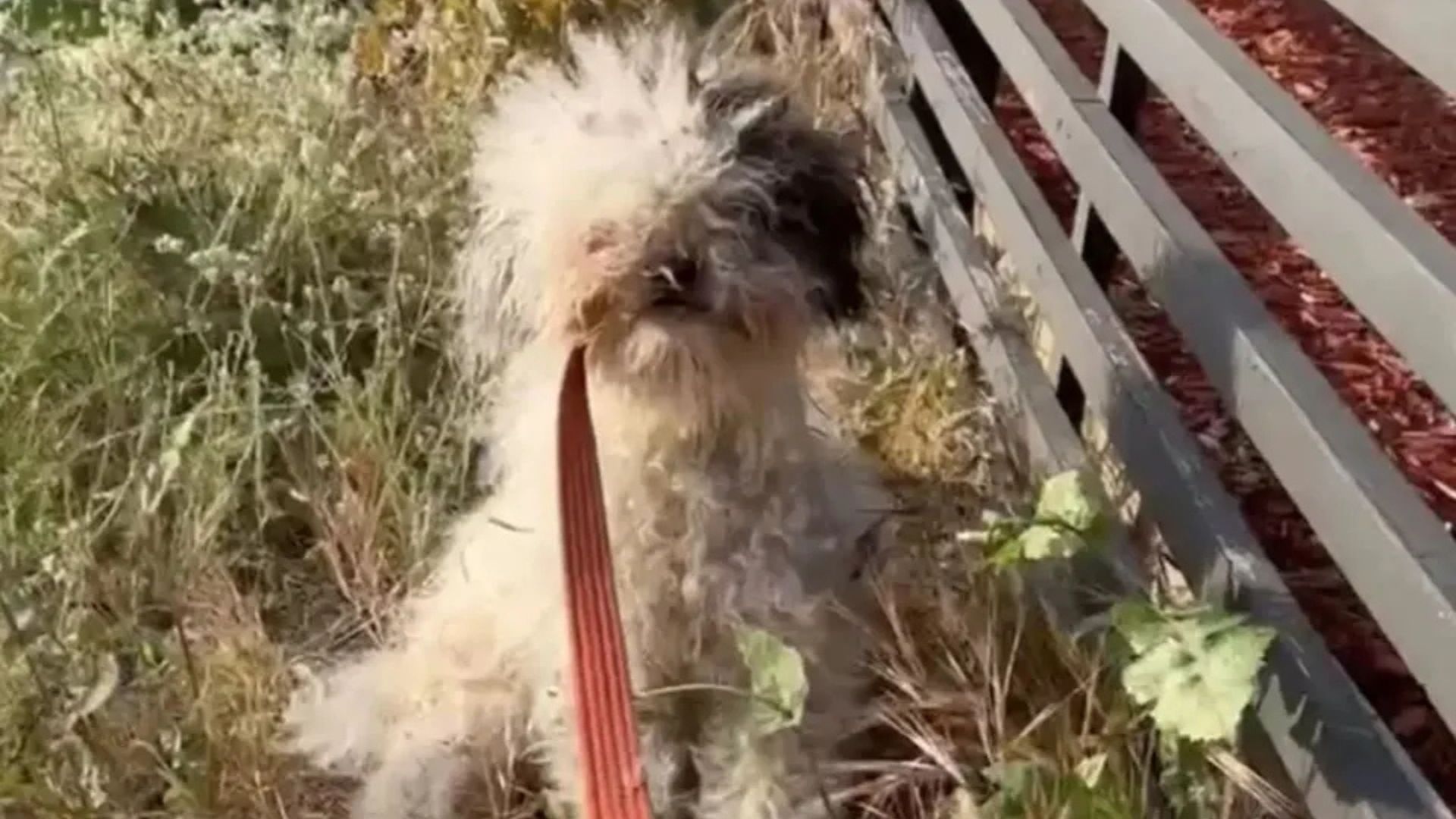 South Carolina Stray Dog Hiding In Bushes Surprises Rescuers With An Unexpected Secret