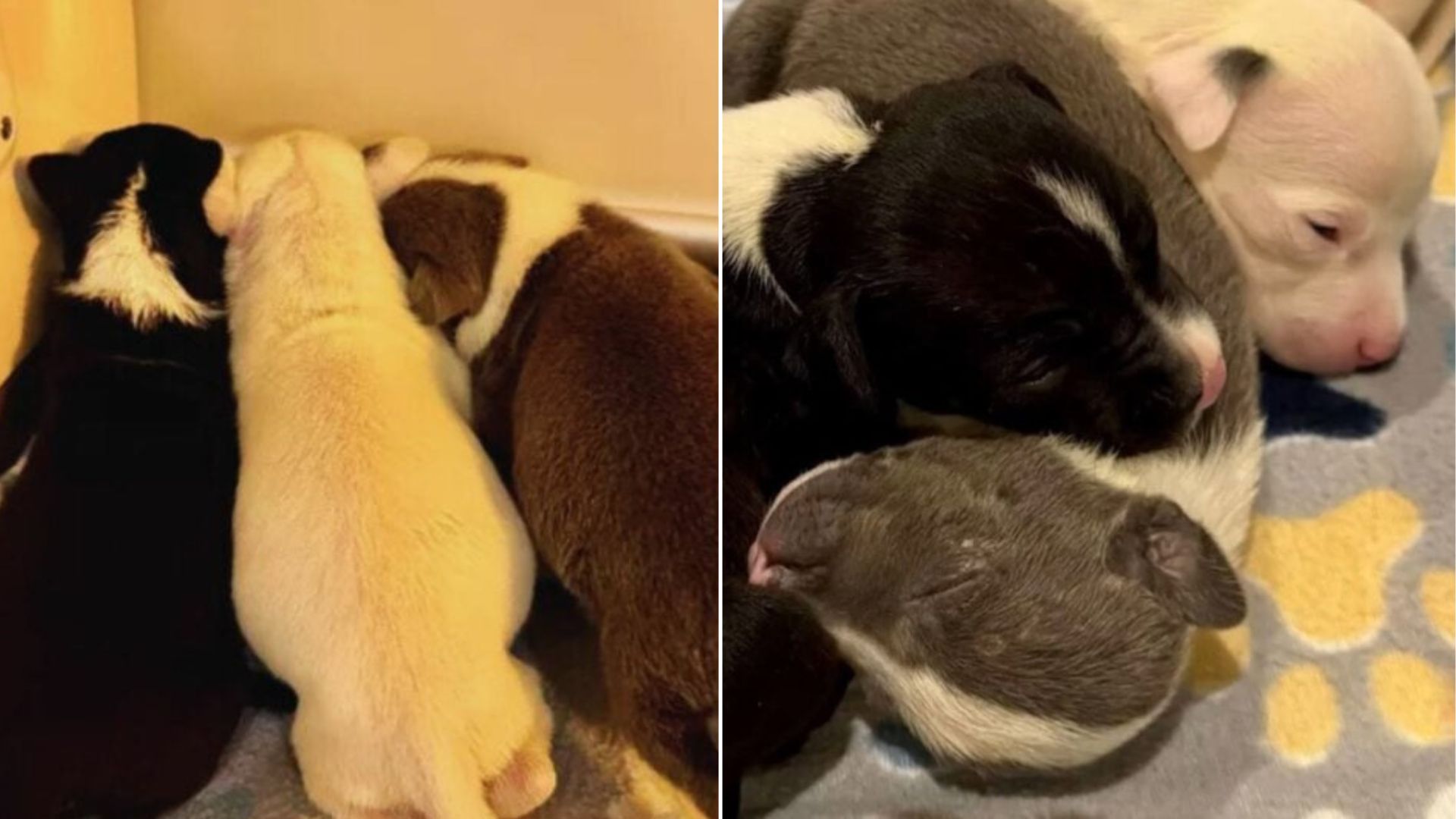 South Dakota Rescuers Shocked To Discover Three Tiny Newborn Puppies Abandoned In A Dumpster
