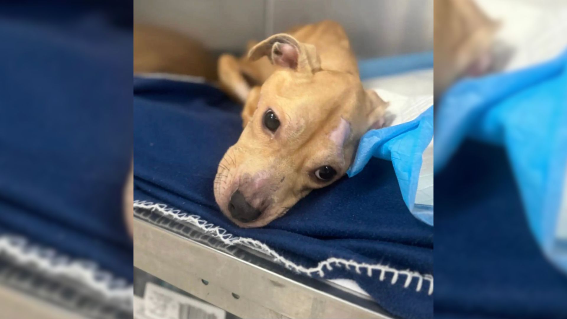 Starving Dog Found Trapped In Wire Crate In Pennsylvania Gets Life-Saving Rescue