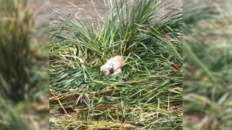 puppy in grass