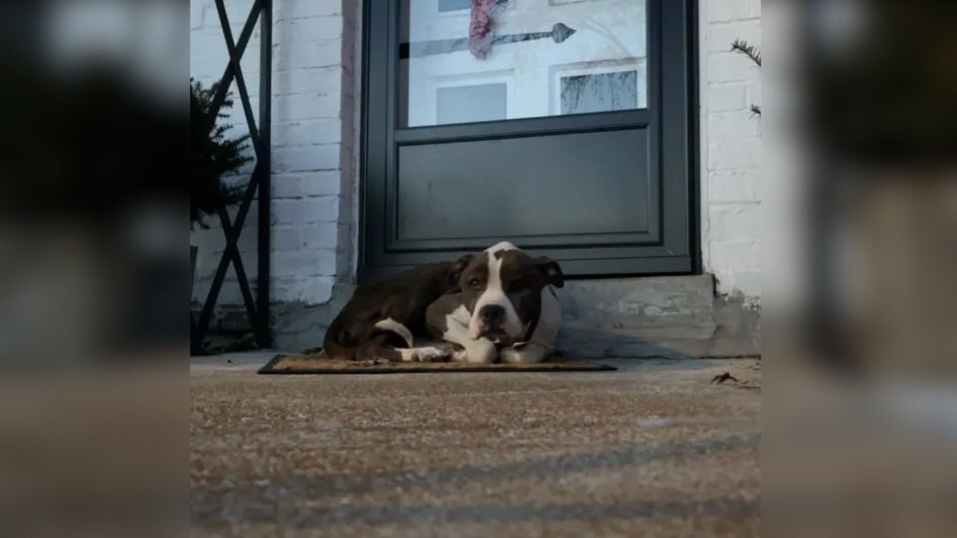 Stray Dog Finds Shelter On A Missouri Porch And Waits Quietly For Help