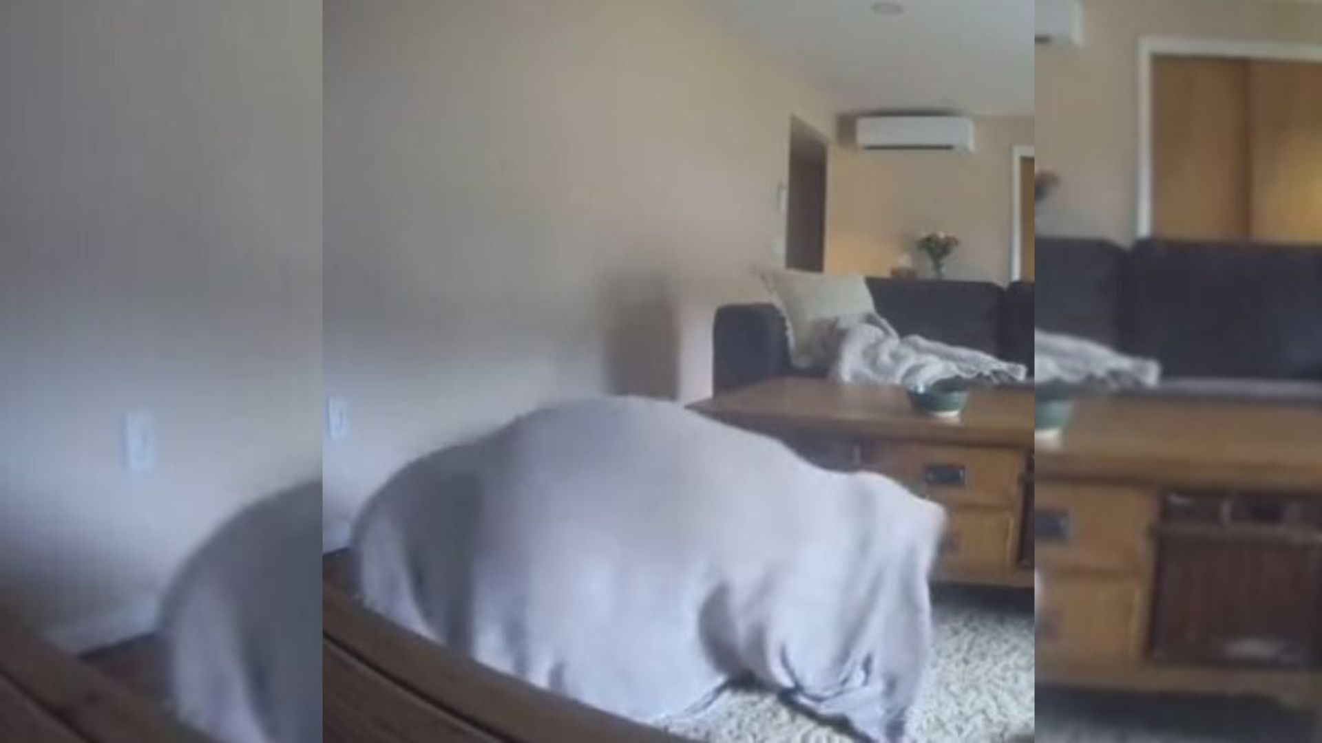 Student In Massachusetts Checks Pet Cam And Catches Her Dog In A Hilariously Chaotic Scene