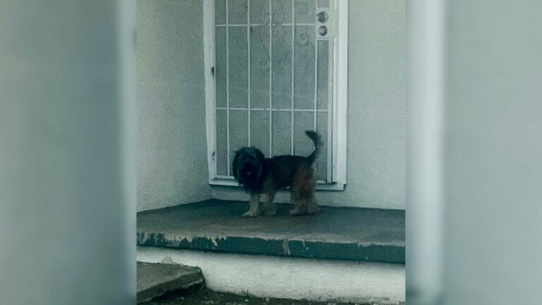 cute dog