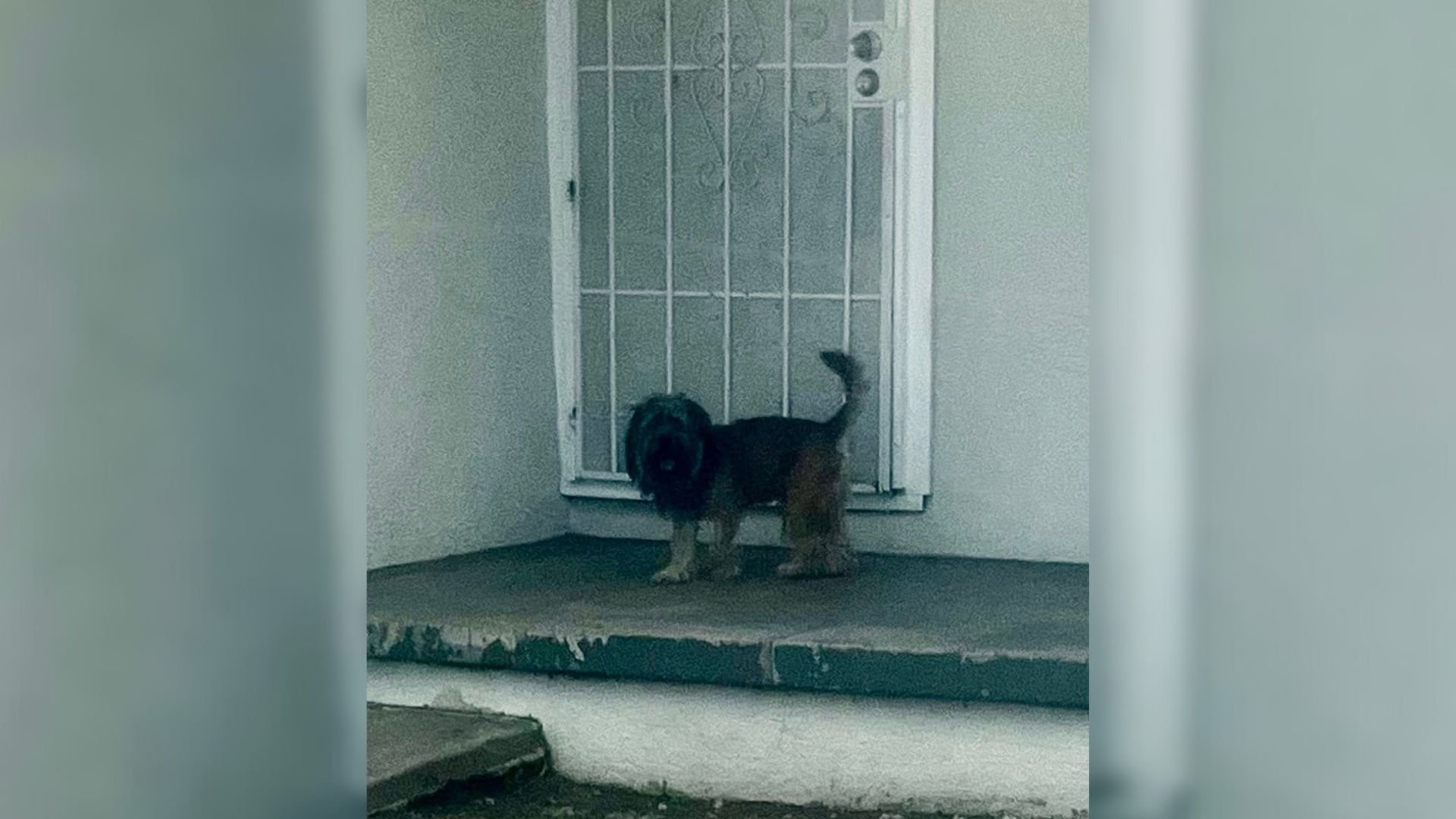 cute dog