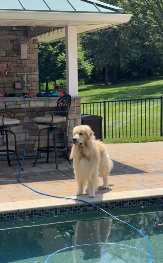 Sweet Golden Retriever