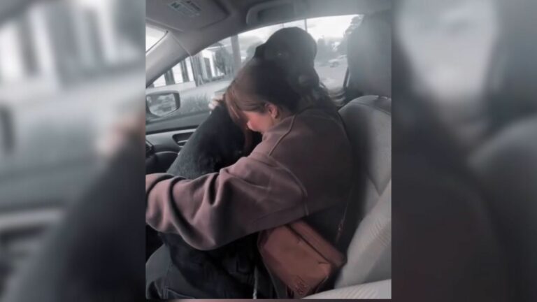 dog and owner in car