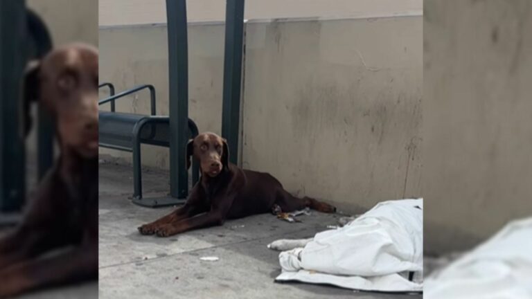 cute Doberman