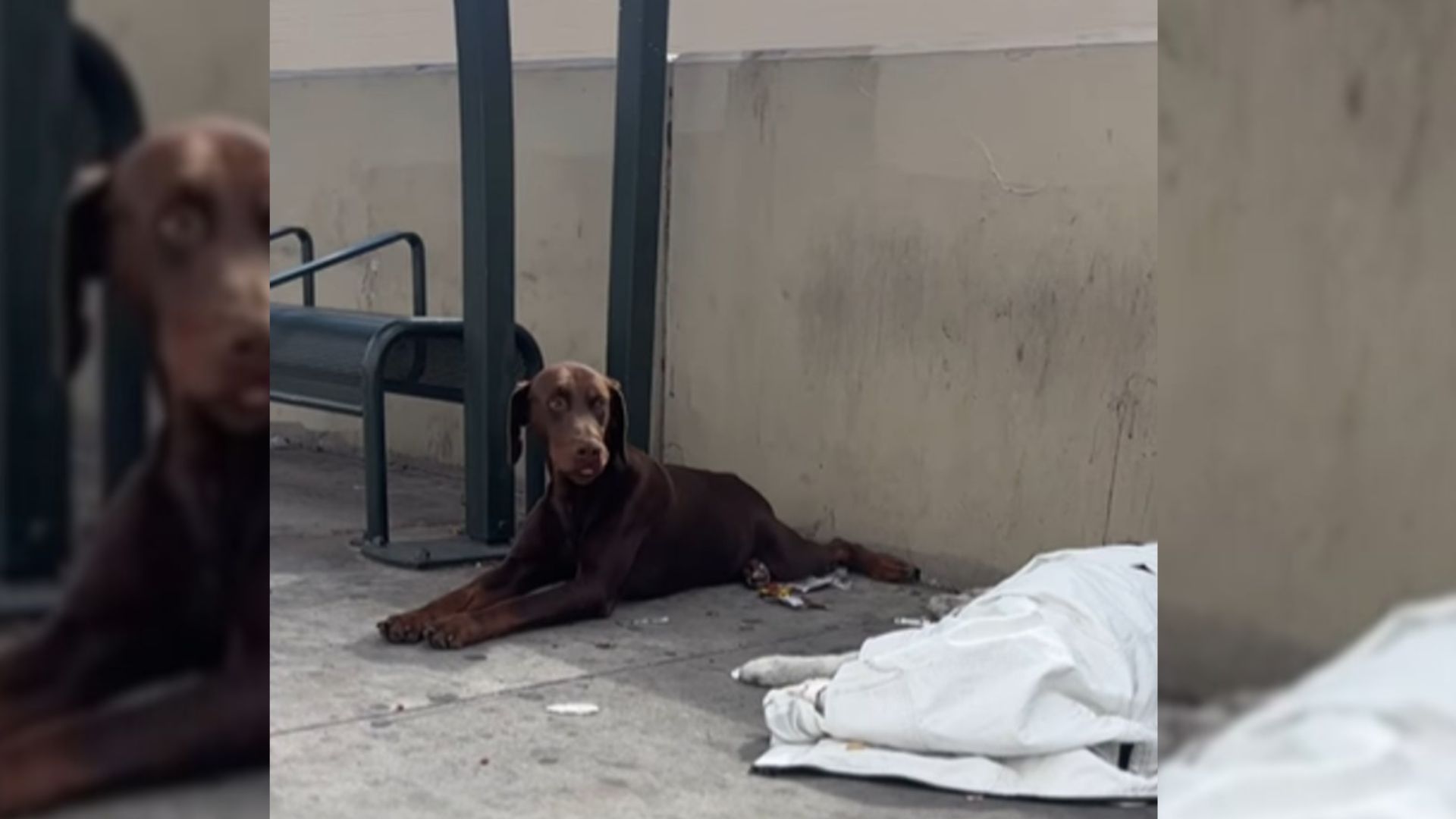 Tears As Doberman Refuses To Leave His Deceased Friend While People Walk By At California Bus Stop