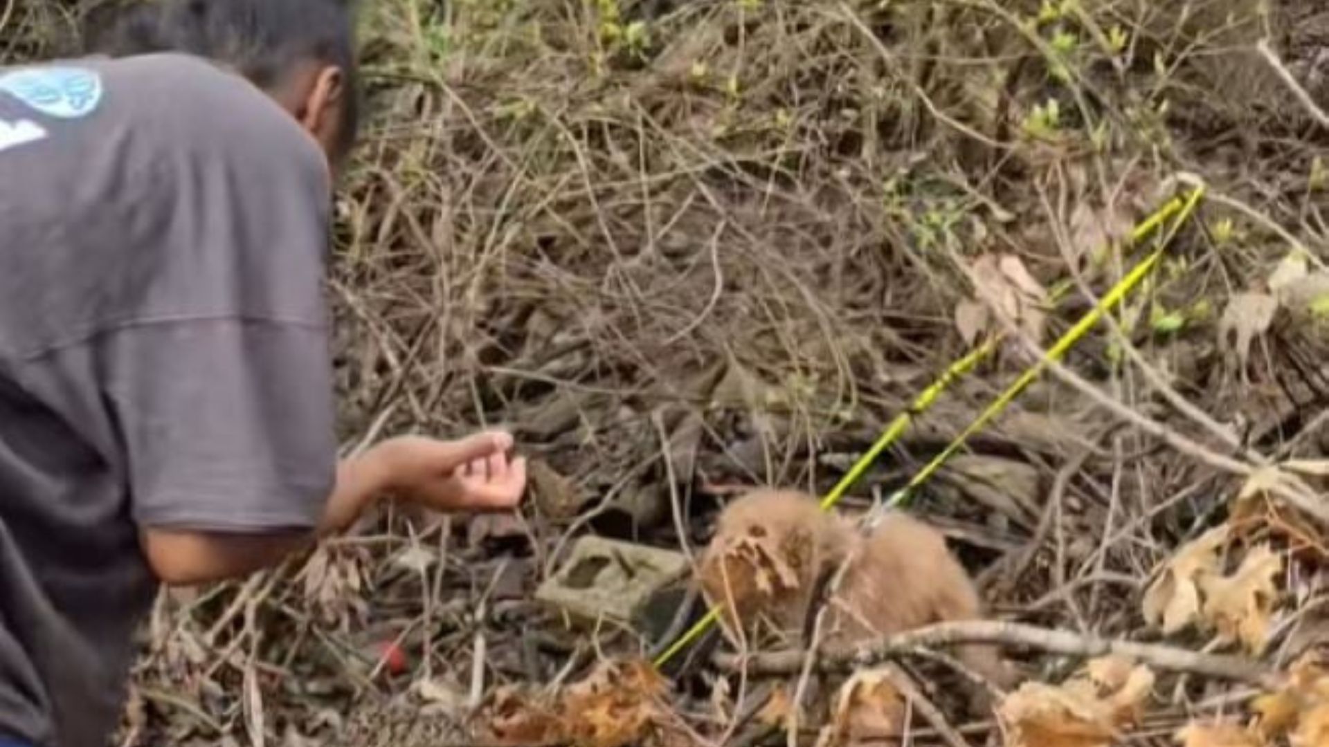 Tears Of Joy As Missing Ohio Dog Finally Found After Vanishing In The Woods