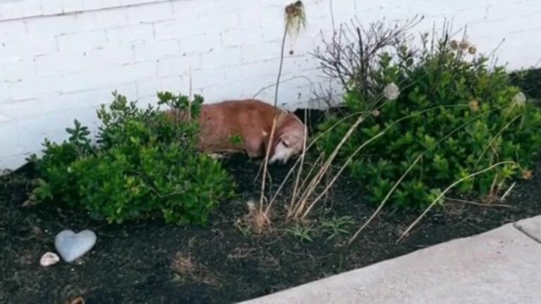 dog sleeping in the flowers