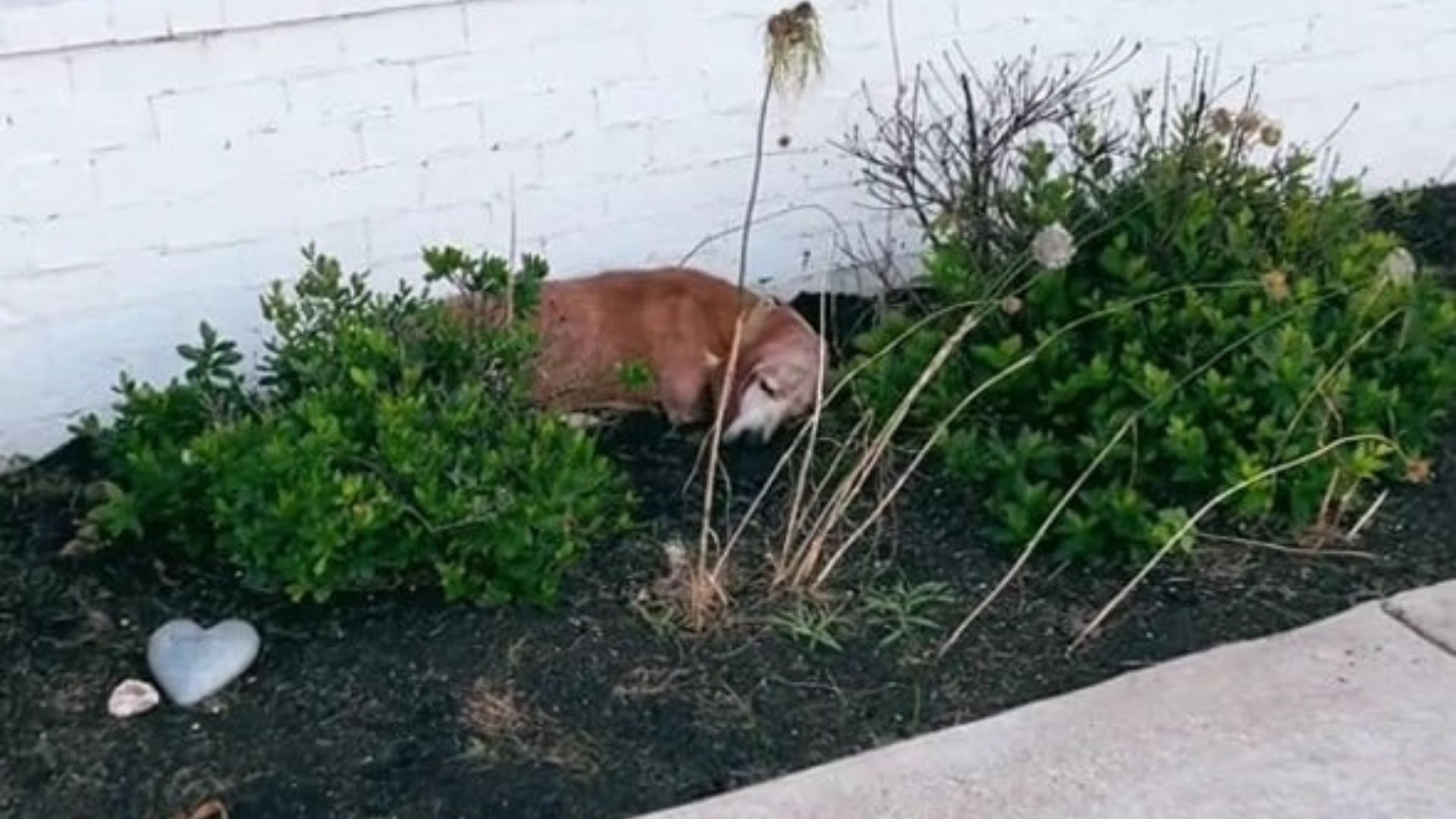 Tennessee Couple Moves Into Their New Home And Finds A Furry Guest Waiting Outside