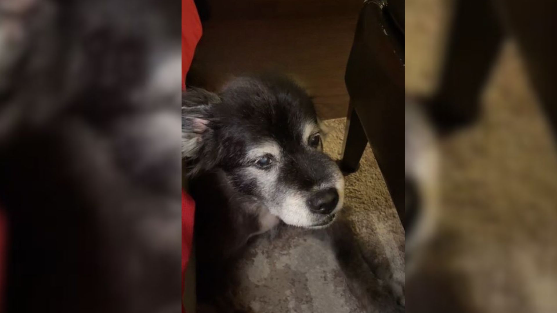 family dog