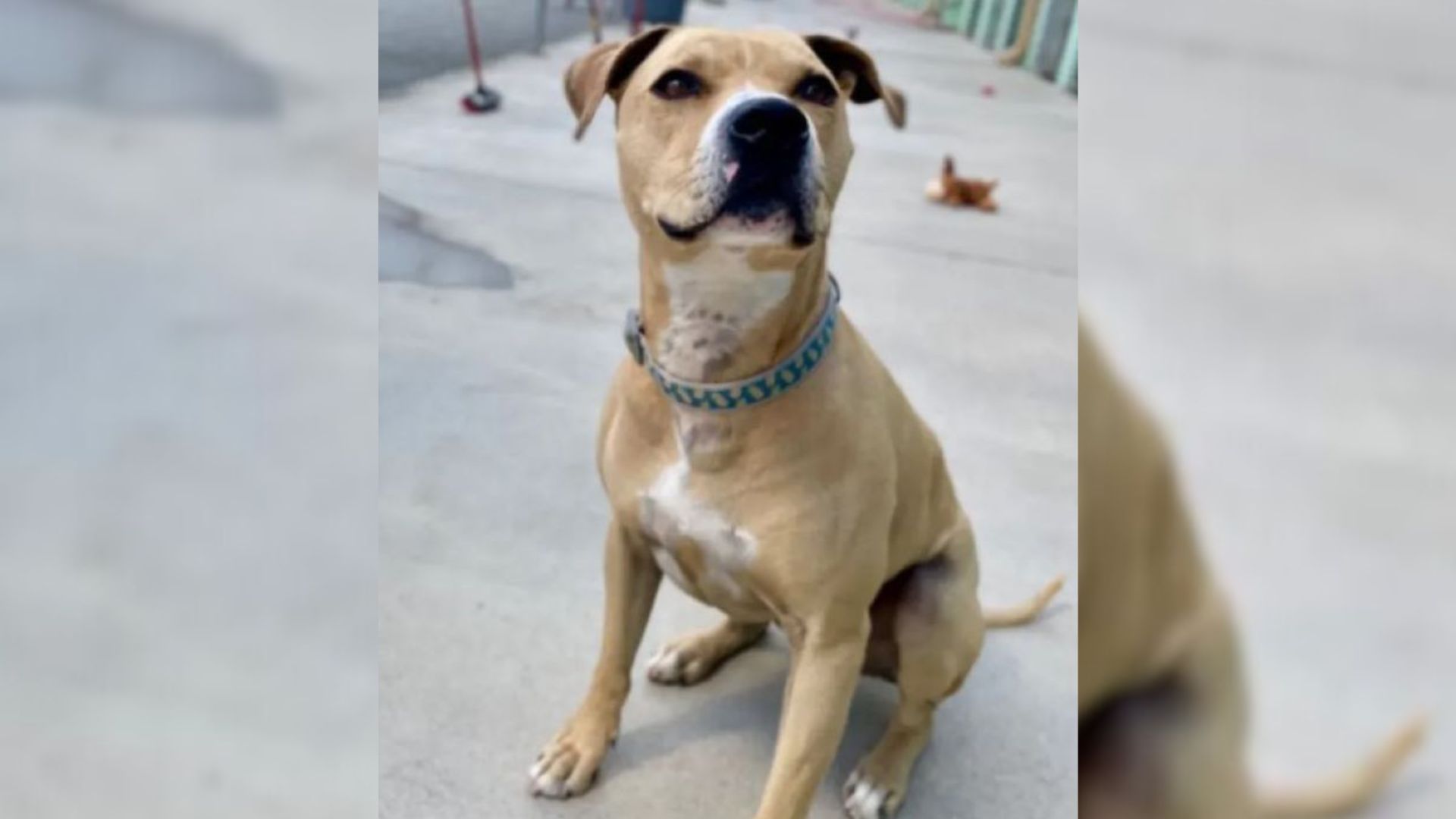 Tennessee Shelter’s Wonderful Dog Has Waited 2,000 Days For A Family Of His Own