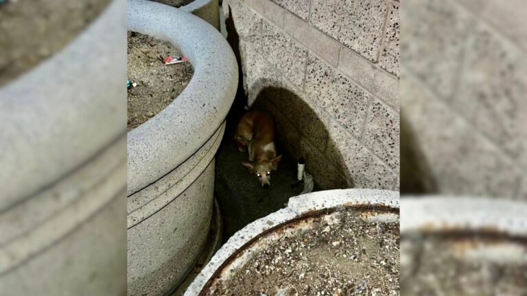 dog between flowerpots