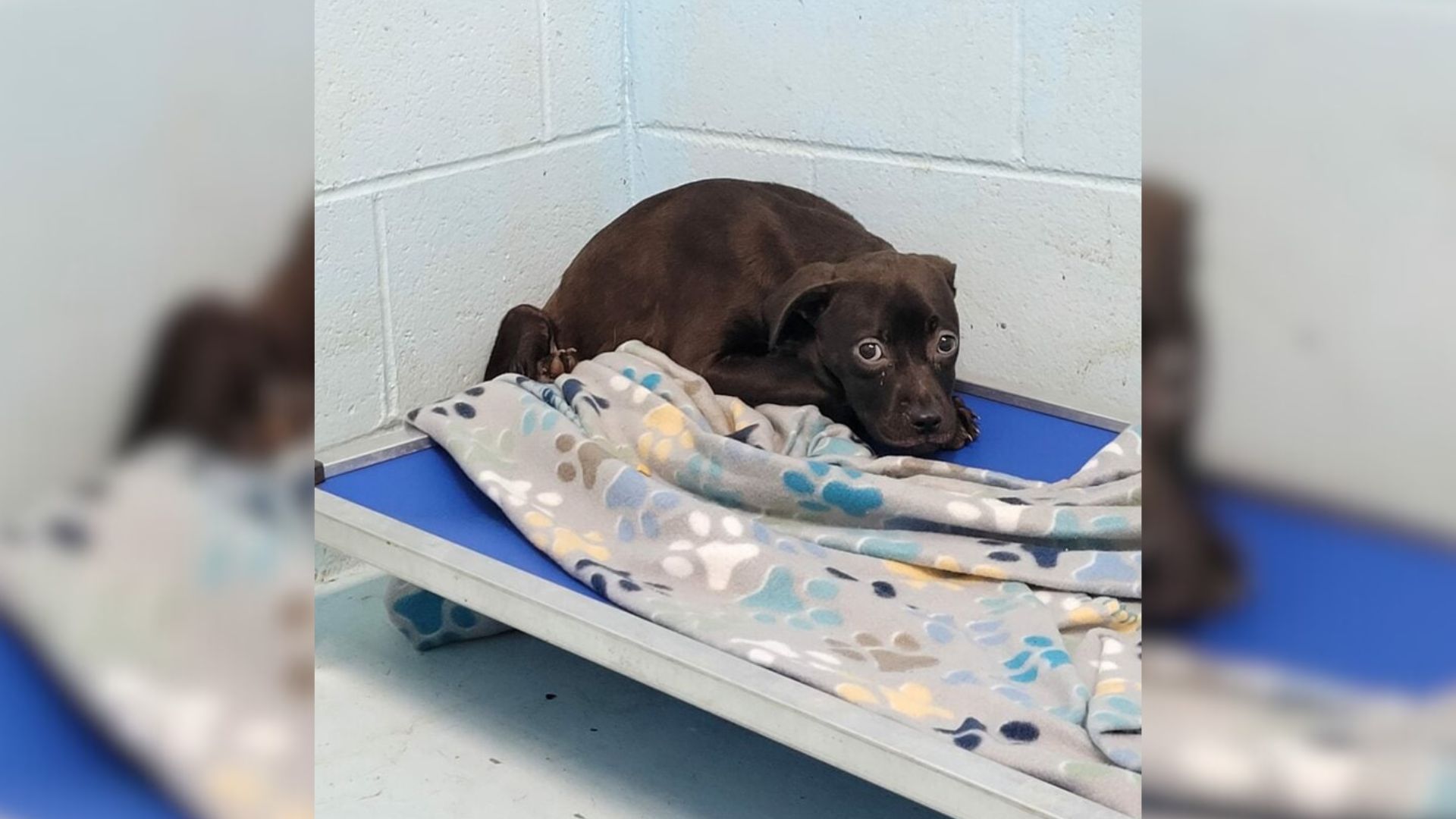 terrified shelter dog