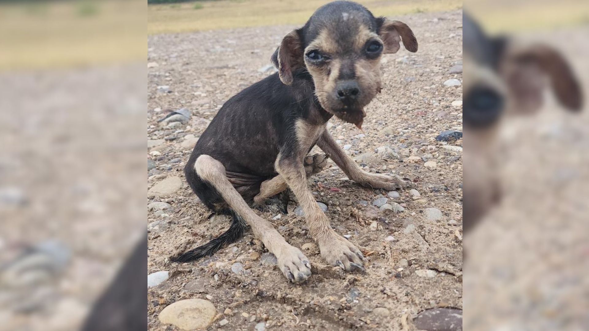 Texas Agent Stumbles Upon Emaciated Puppy Minutes From Losing Her Fight