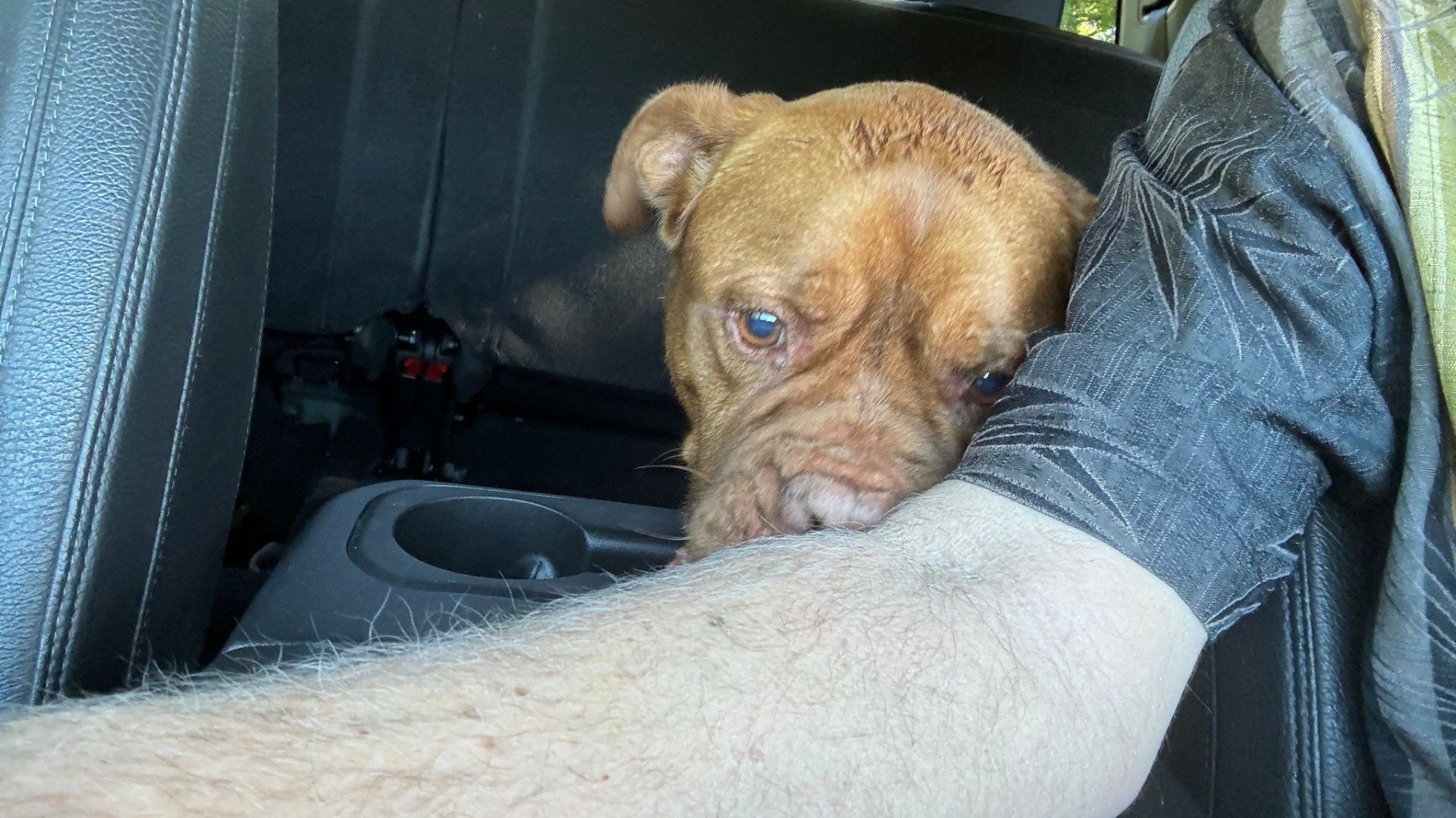 abandoned dog
