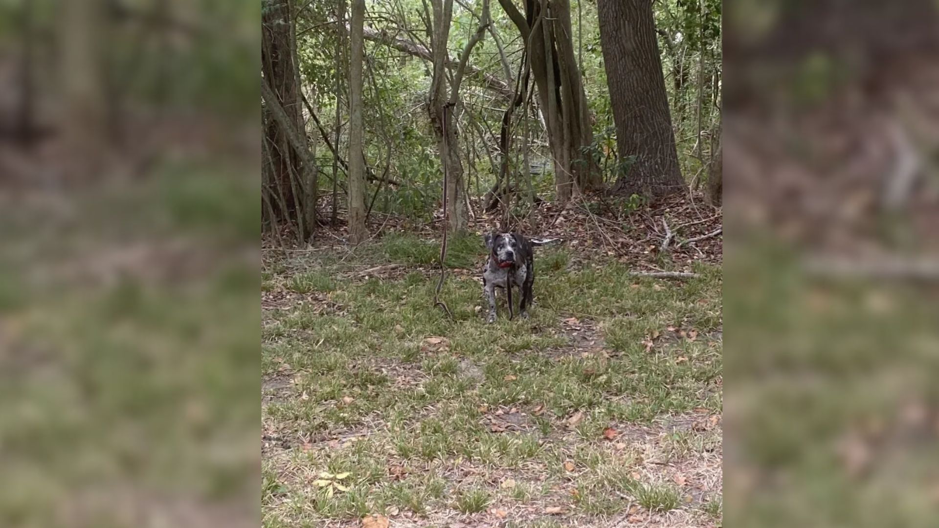 Texas Dog Abandoned In Woods Beside Cemetery Waits In Fear For Someone To Save Her