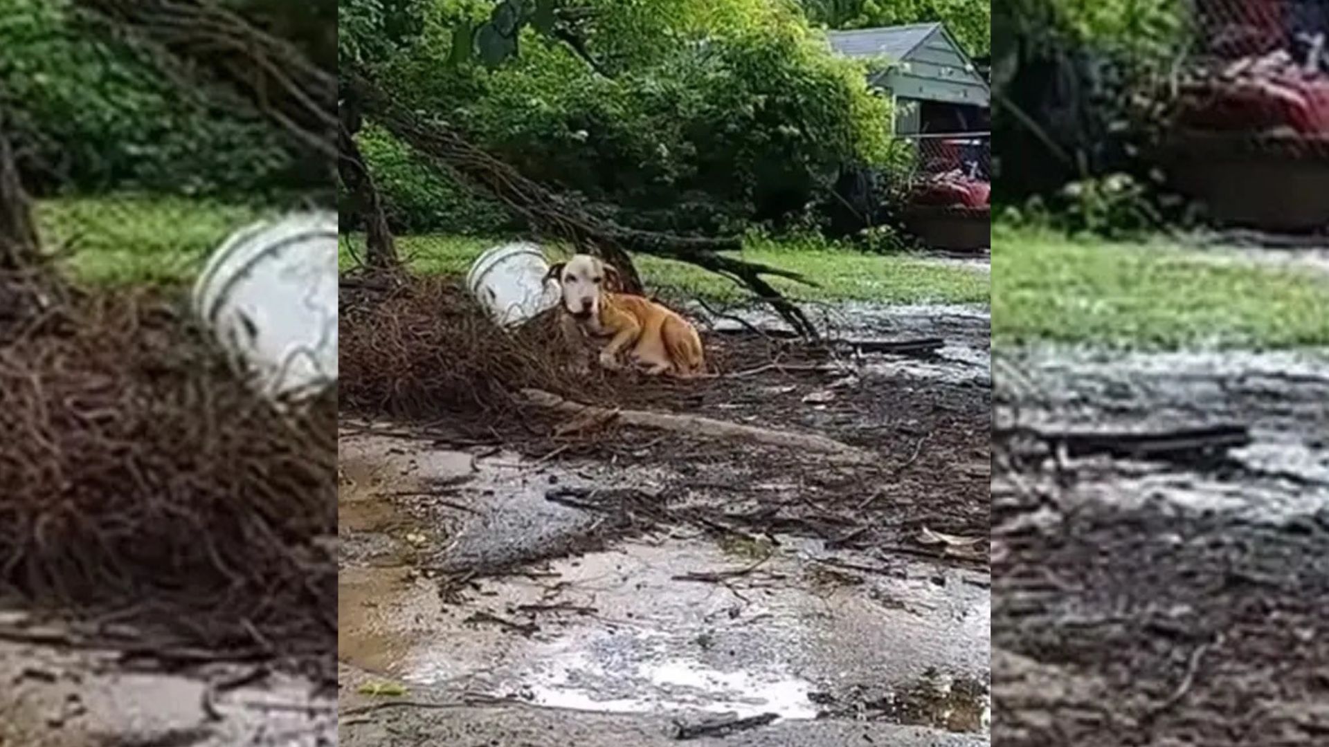 Texas Dog Chained In Downpour While Pregnant Faces Cruelty No Animal Deserves