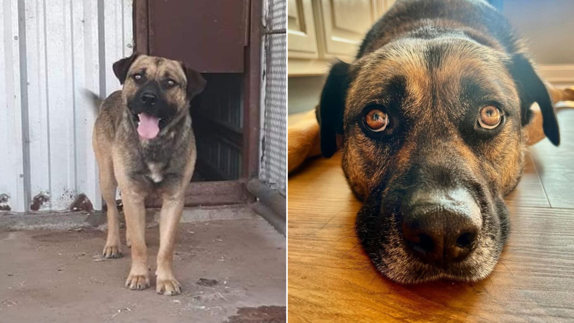 Texas Dog Left In High-Euthanasia Shelter Can’t Hide Happiness After Getting A Second Chance