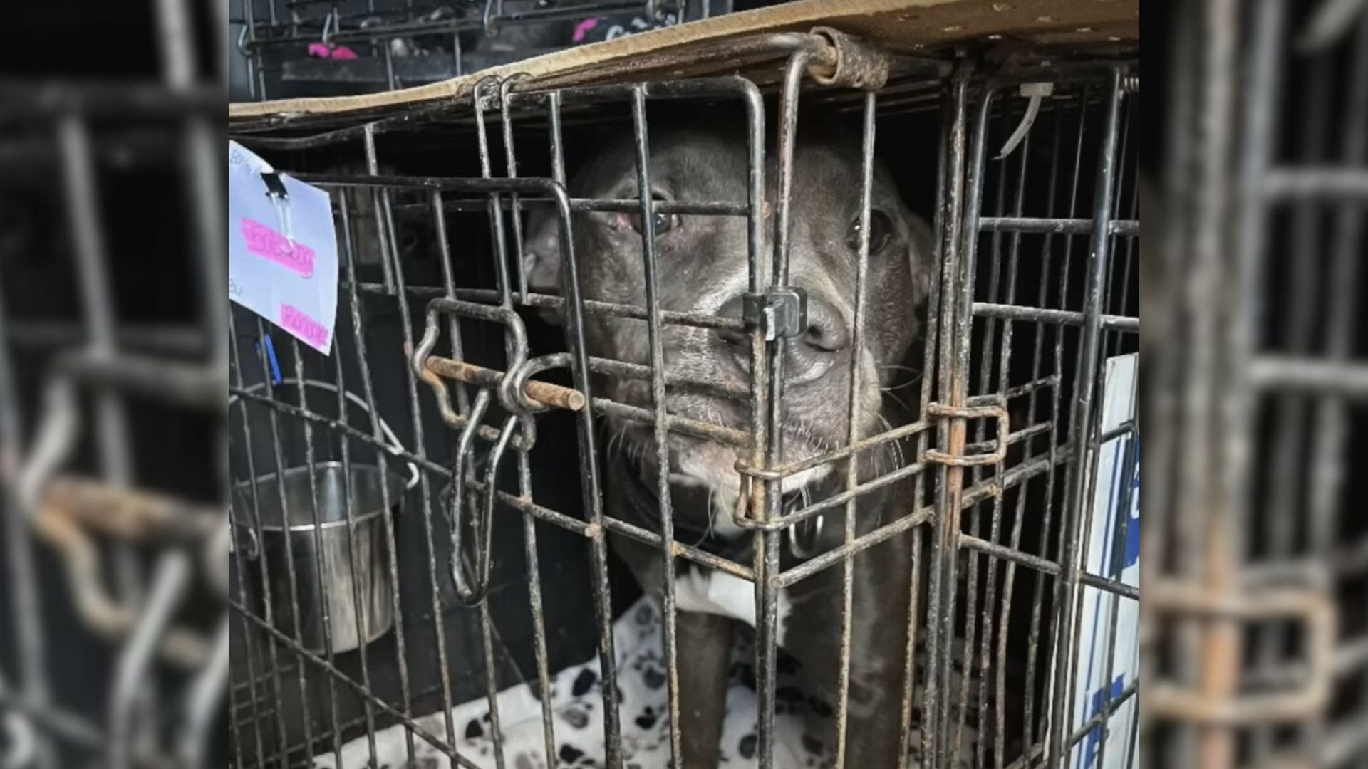 dog in crate
