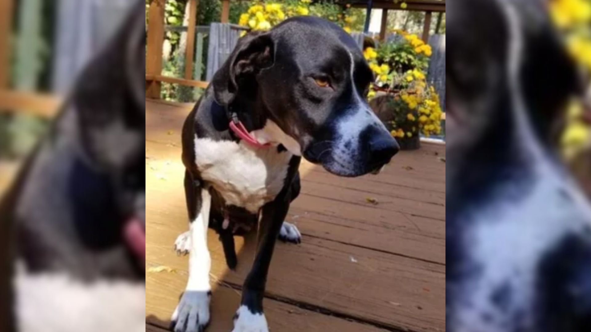 dog on porch