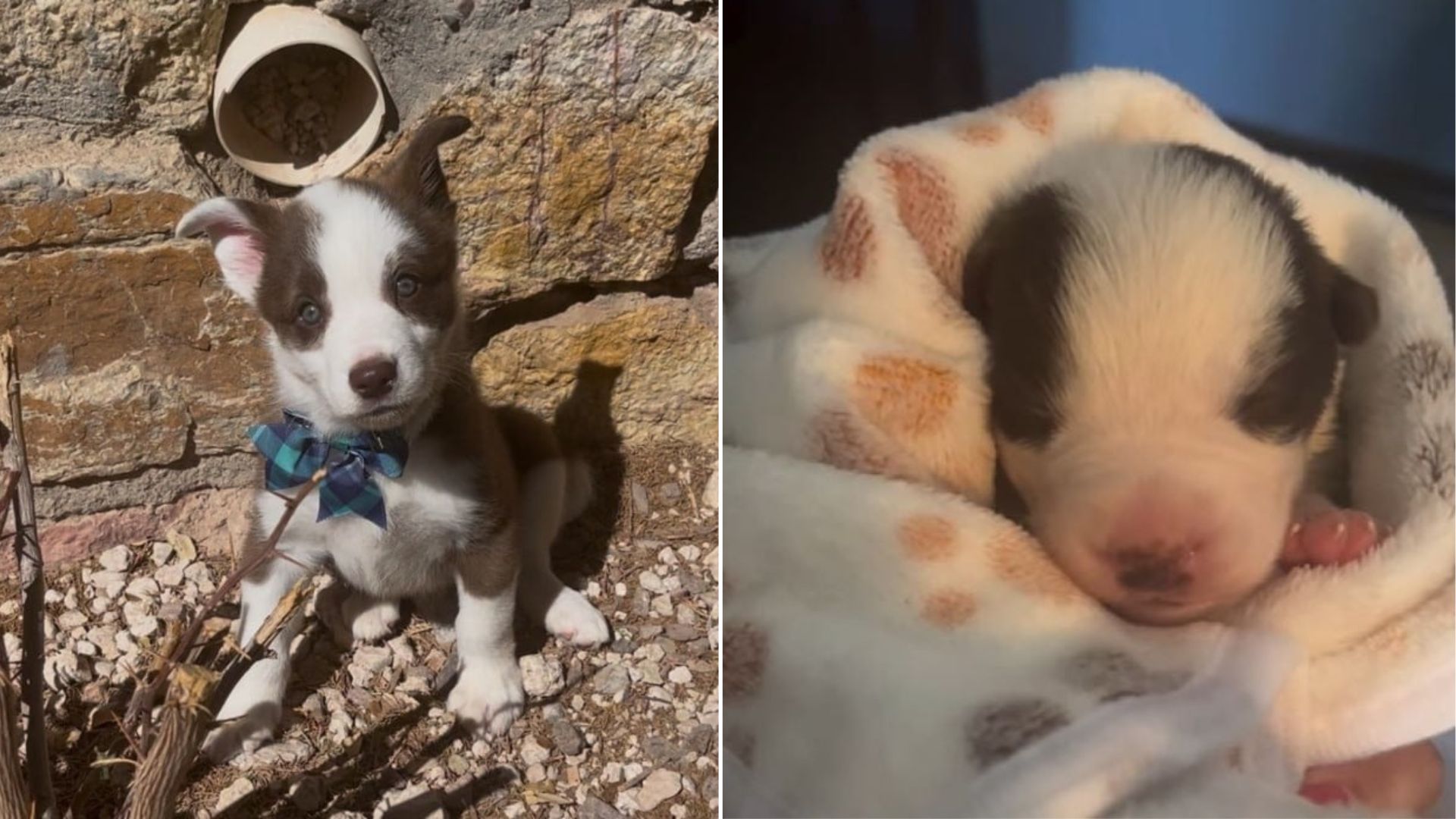 sweet puppy