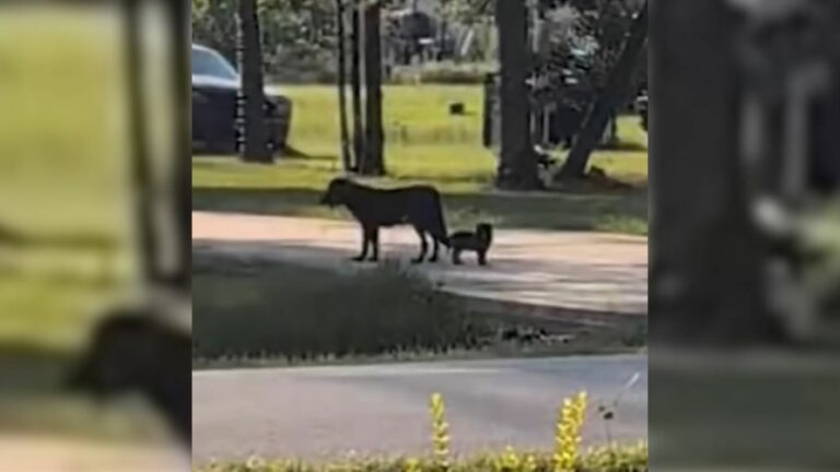 stray dog