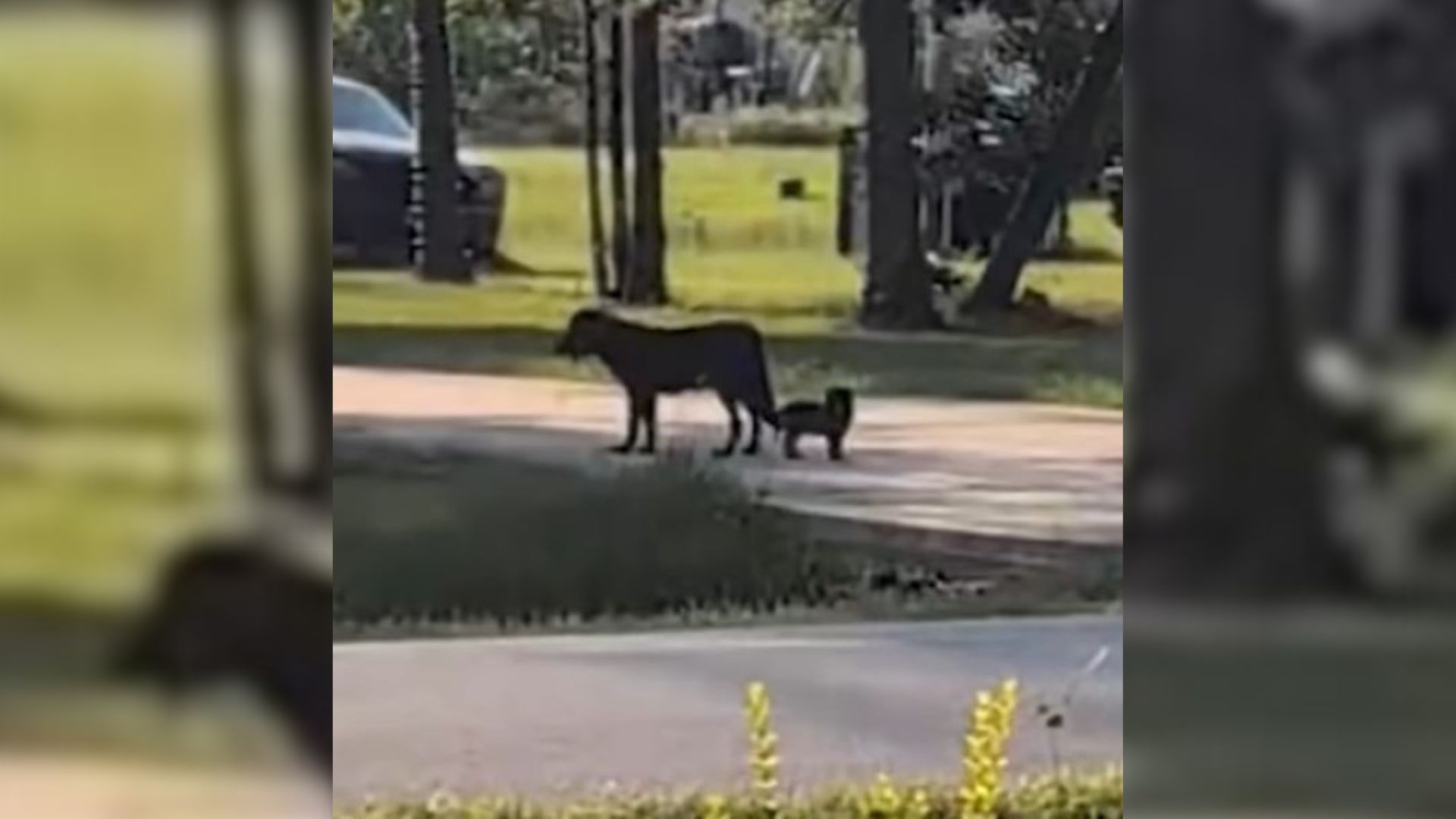 stray dog