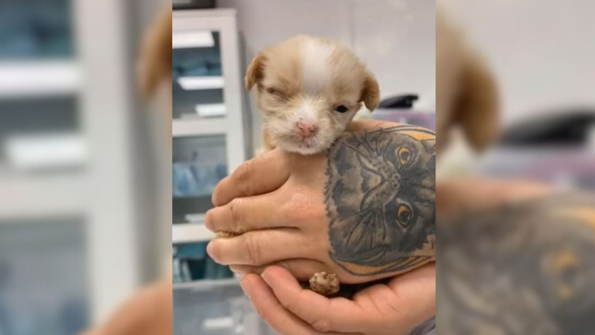 Texas Hero Steps In To Care For Newborn Puppy Abandoned By Her Mother
