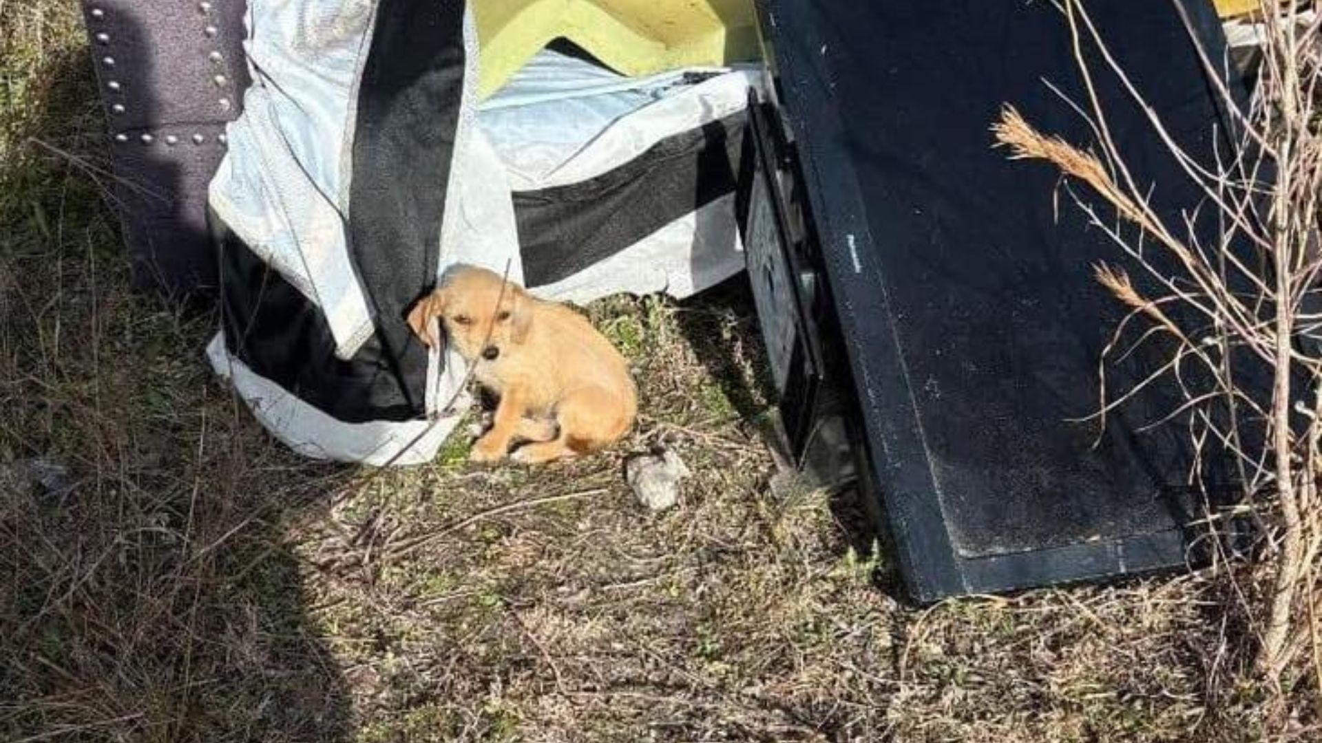 Texas Man Witnesses Unusual Movement Near Trash And Is Shocked By What He Finds