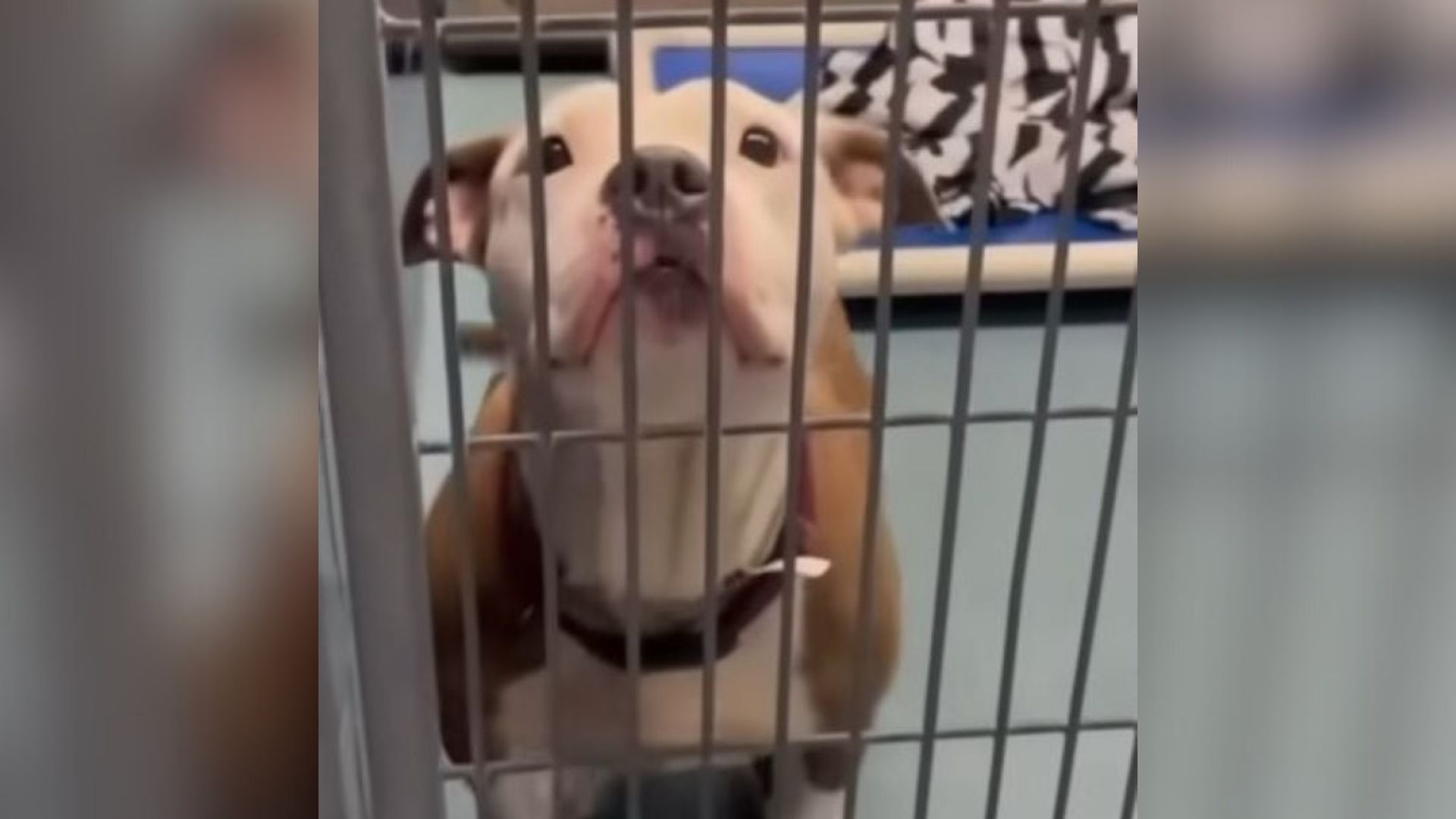Texas Pit Bull Mom Found On The Street Without Her Babies Escapes Euthanasia After A Hopeful Turn