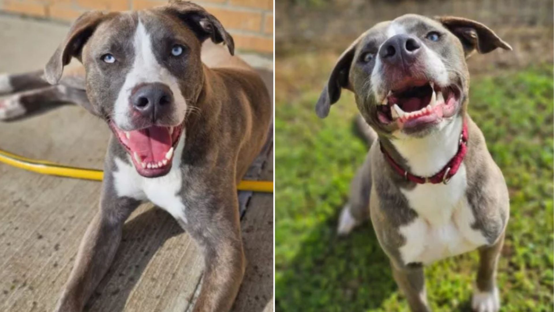 Texas Pup Abandoned For Being “Too Much” Finally Finds Her Dream Home