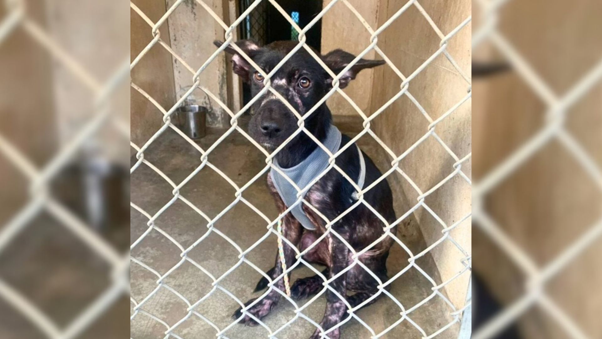 Texas Puppy Shows Up At A Porch, Hoping To Find Kindness And A Second Chance
