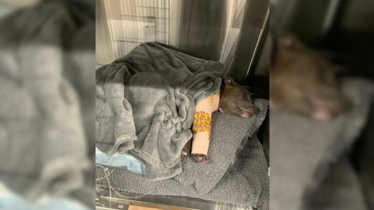 injured dog