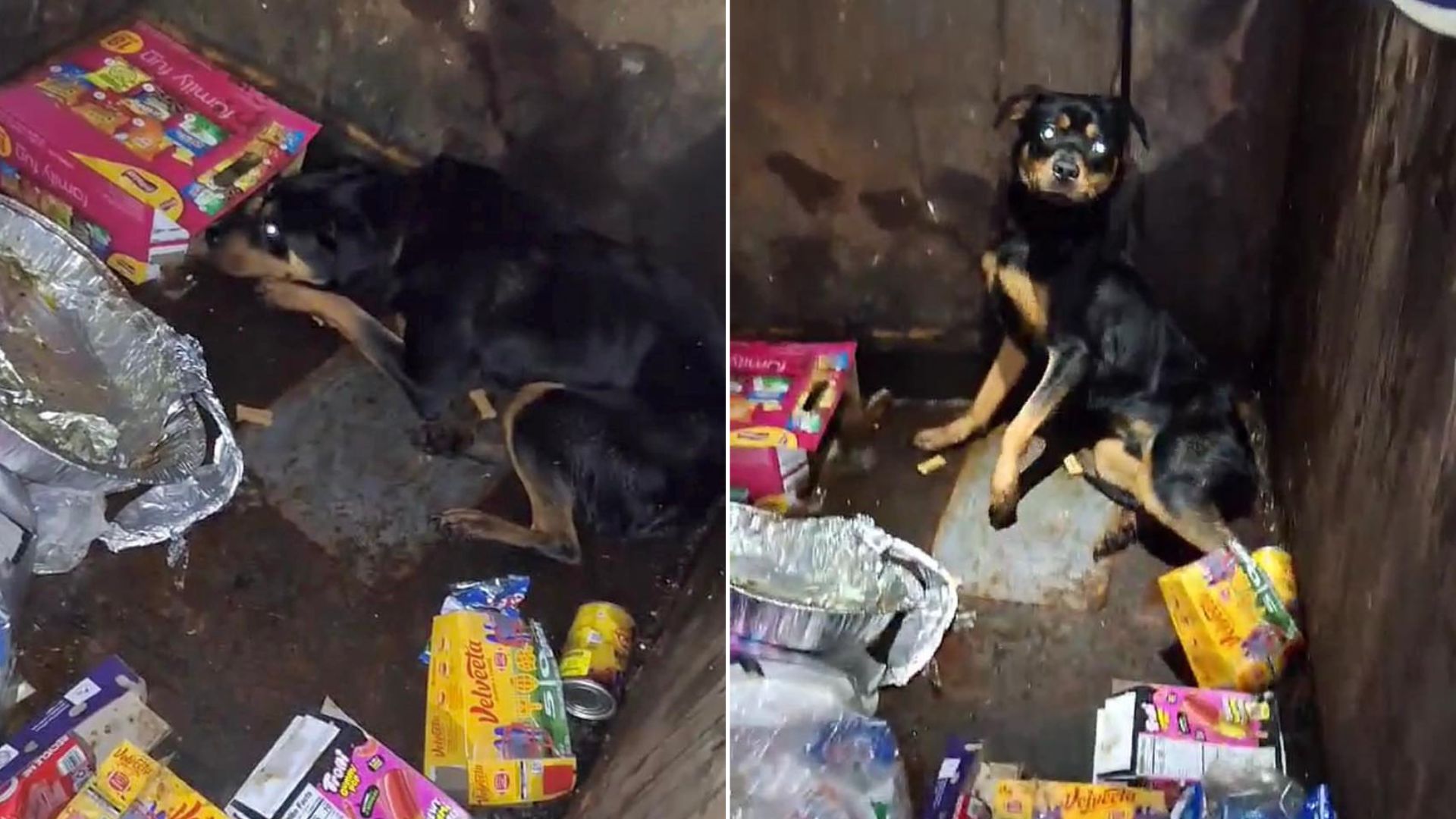 Texas Resident Saw Eyes Staring From A Dumpster, And What They Found Left Everyone Silent