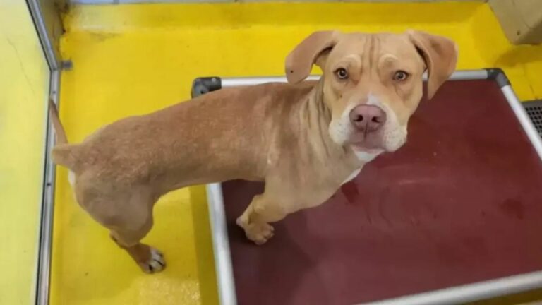shelter dog