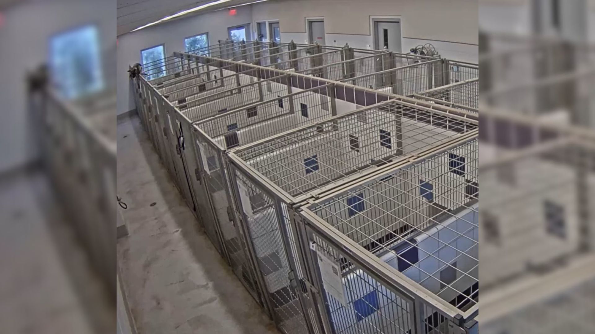 Texas Shelter Dog Climbs Six-Foot Kennel To Make Her Great Escape