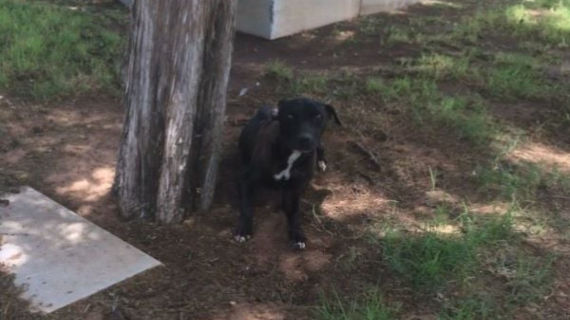 Texas Shelter Dog Turns Gray After Waiting 7 Years For Someone To Choose Her