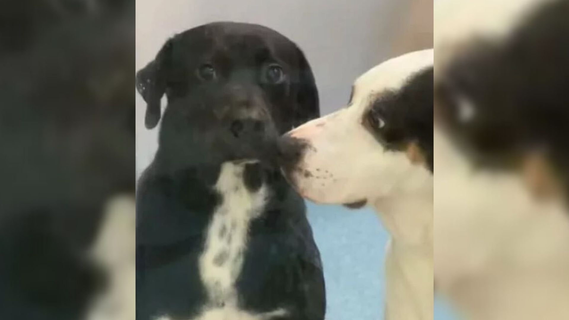 two shelter dogs
