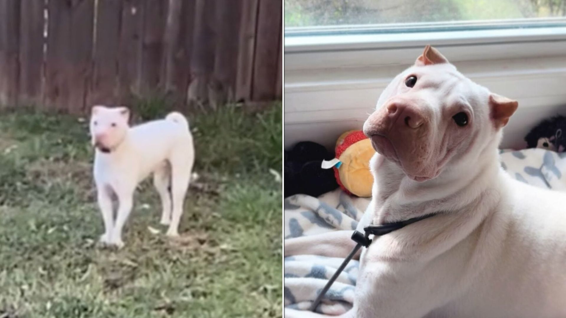Texas Shelter Dog’s Desperate Search For A Home Ends In A Life-Changing Surprise