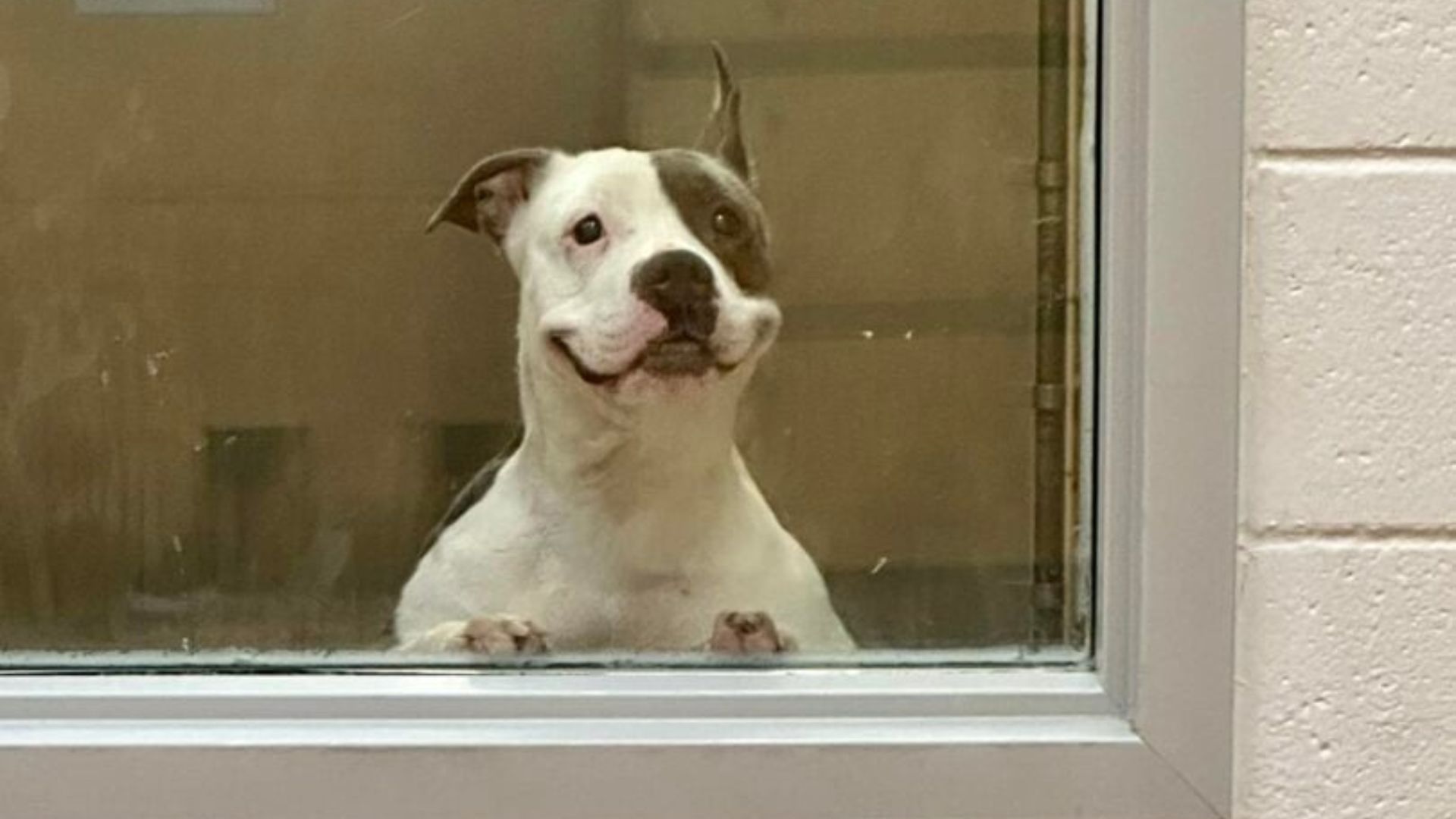 Texas Shelter Dog’s Endearing Smile Melts Hearts As He Waits For His Forever Home