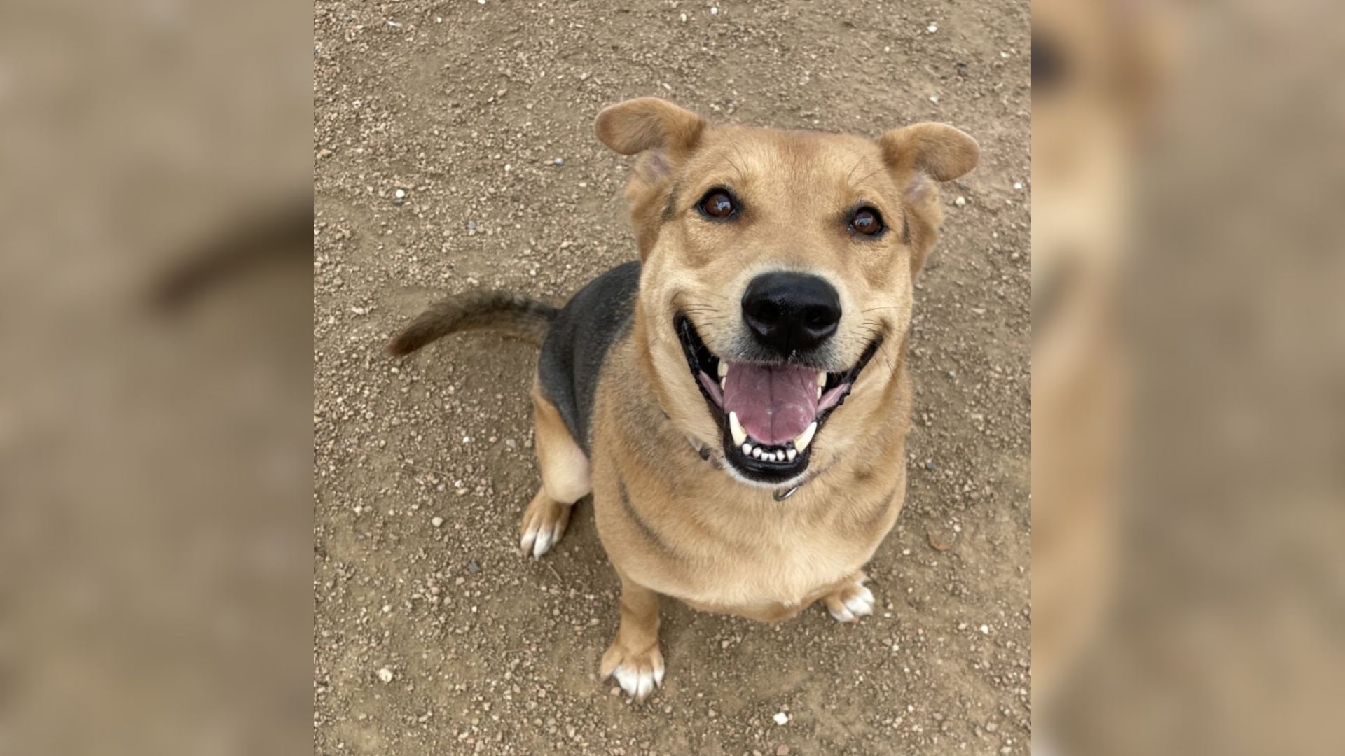 Texas Shelter Pup Greets Everyone With A Wagging Tail But Still Hasn’t Been Adopted After 200 Days