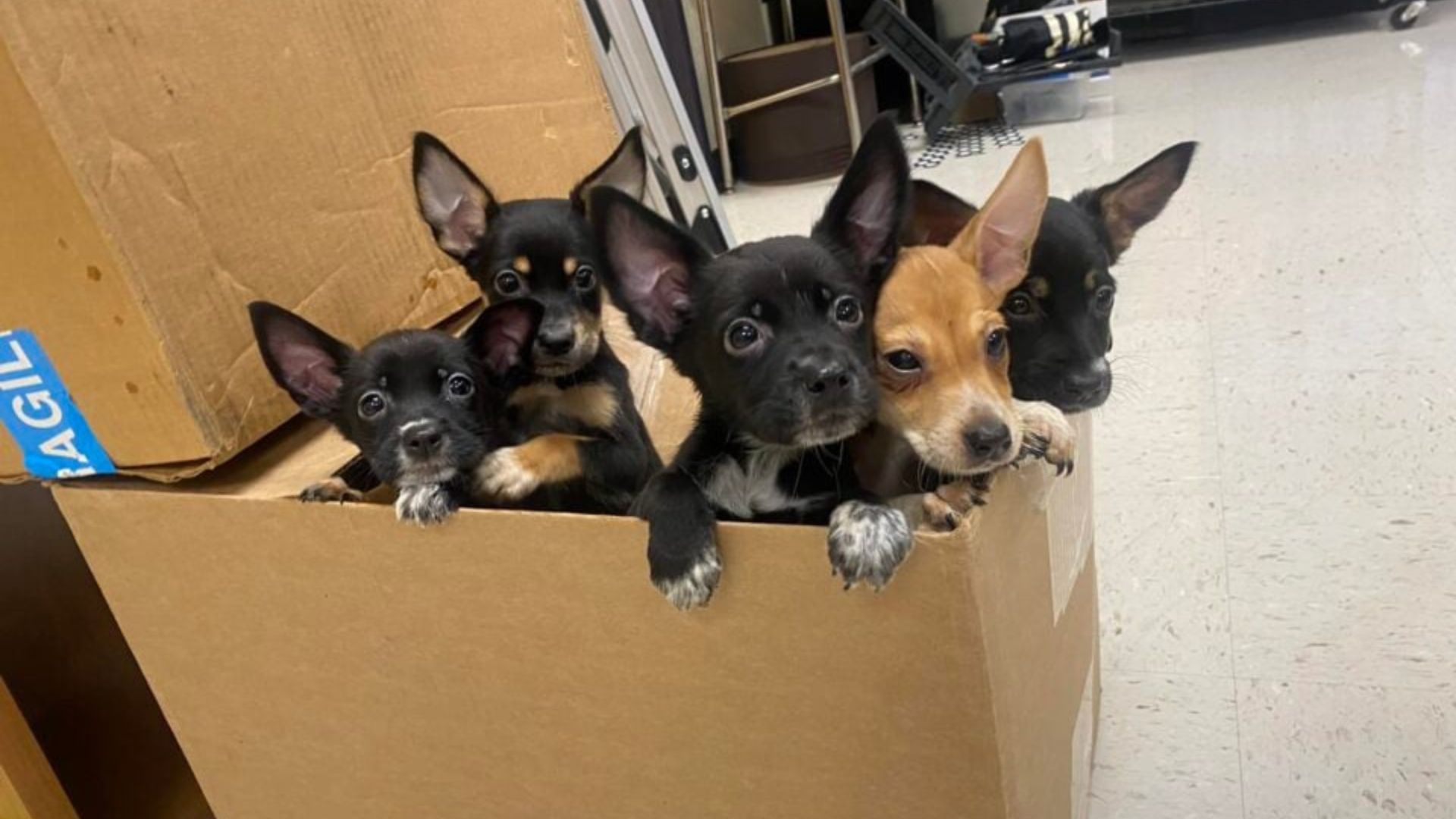 Texas Teacher Arrives At School To Find Five Desperate Puppies Begging For Help