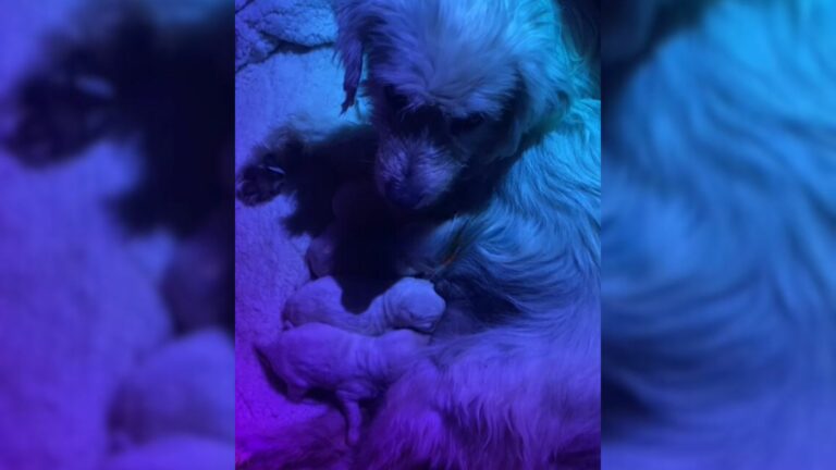 dog with puppies