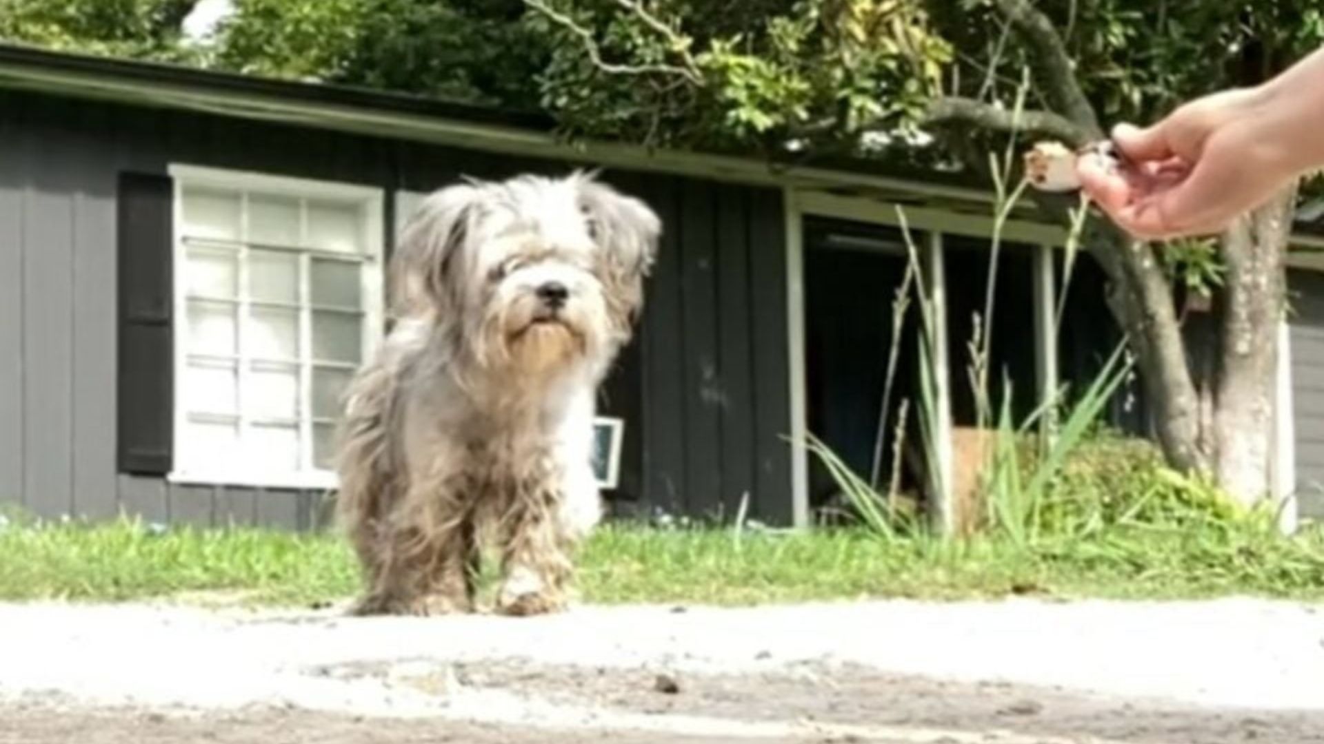 Texas Volunteer Rushes To Save Desperate Dog Found Suffering In A Filthy Ditch