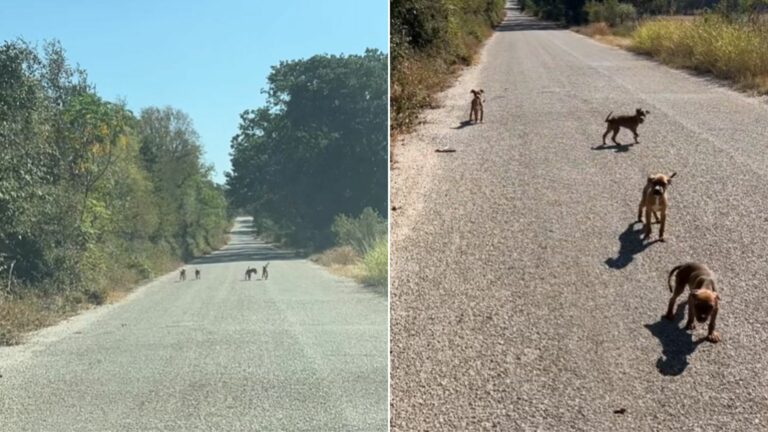 dogs on road