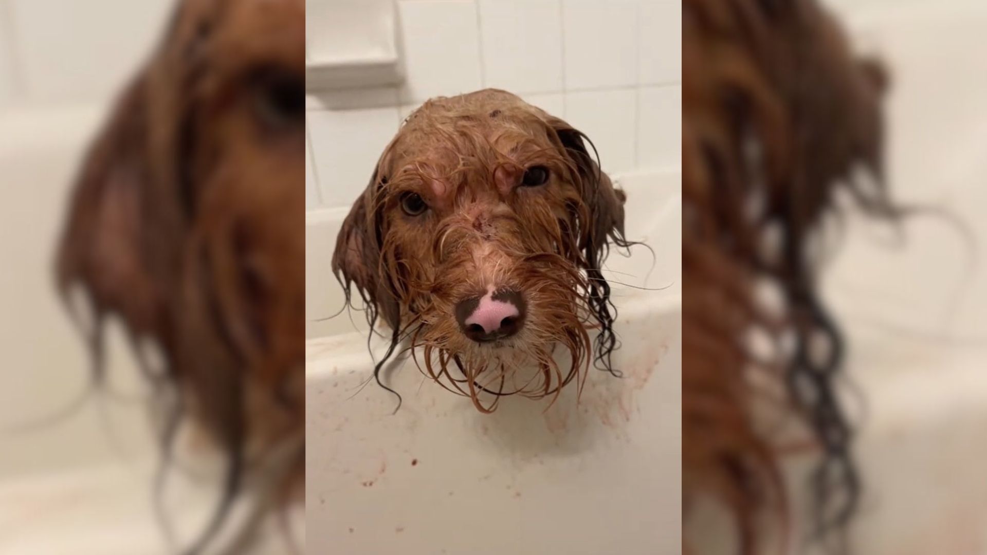 Texas Woman Rescues Matted Dog From The Streets And Discovers A Heartwarming Surprise